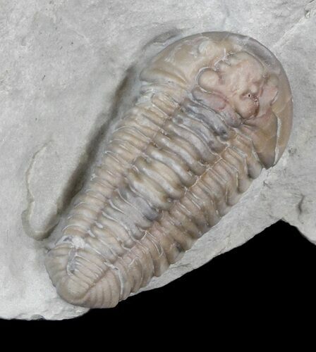 Inflated Flexicalymene Trilobite - Ohio #42831